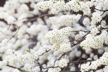 White tree blossom in springtime. tender flowers bathing in sunlight. Beautiful cherry blossom sakura. Blooming tree in spring, internet springtime banner. floral background.