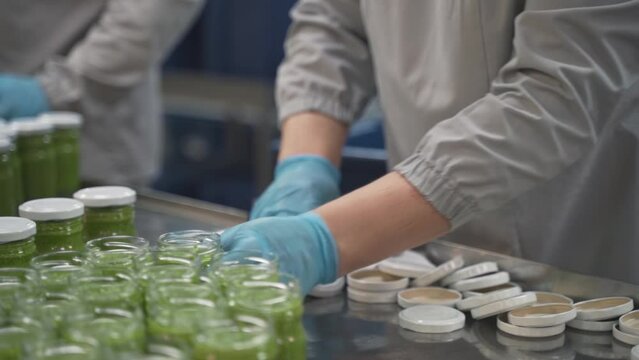 Pesto sauce Industrial process. worker tightens the lids on jars of pesto. production of Pesto sauce. Factory worker closes cans with lids, semi-automatic