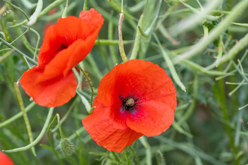 fleur de coquelicot rouge