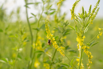 abeille qui butine sur des fleurs jaunes