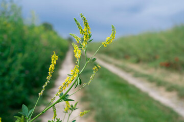 fleurs sauvages jaunes sur leur tige