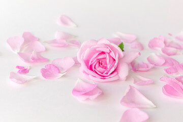 Fototapeta na wymiar pink rose with petals.Isolated on white background.Beautiful floral card.Tea Rose.