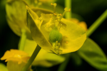 Detail view of a small yellow flower with petals, sepals, stamm and pollen
