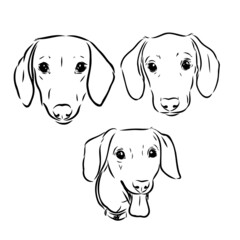 Cute Dachshund dog doodle. Collection in different poses in free hand drawing illustration style.