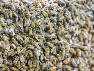 
A beehive is an artificial nest box made available by a beekeeper, together with the colony of honey bees in it.