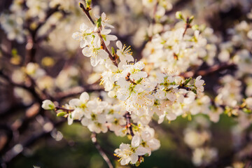 Flowers on a fruit tree with water drops after rain.
