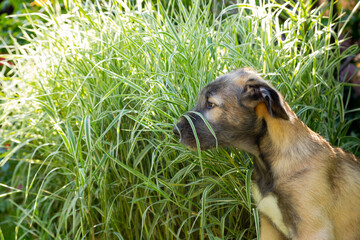 Portrait of beautiful white, beige Irish wolfhound dog posing in the garden. Happy puppy dog...