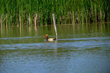 ducks on a pond in the summer time
