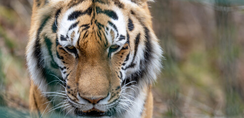 The Siberian tiger or Amur tiger is a population of the tiger subspecies Panthera tigris tigris