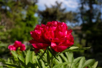 Garden Peony