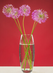 a bouquet of beautiful decorative onions allium gigantium on bright colored backgrounds close-up