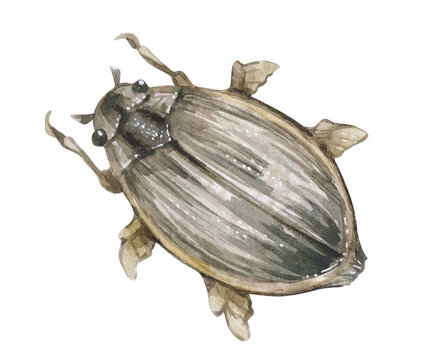 Watercolor vintage illustration with great diving beetle, dytiscus marginalis isolated on white. Swamp collection.