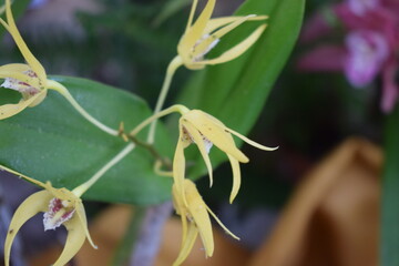 Flowers of an orchid (Dendrobium Hilda Poxon)