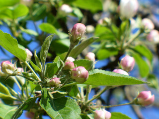 blossom in spring