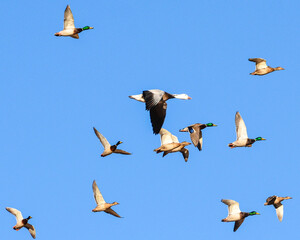 geese in flight