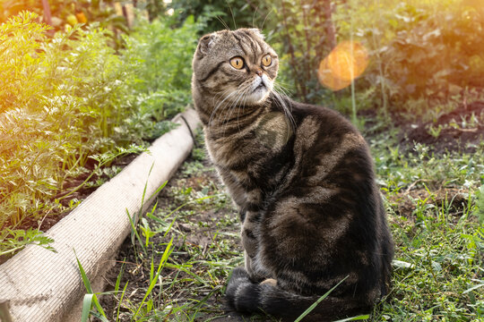 brown tabby cat of the Scottish breed sits on a path in the garden among the beds of vegetables and looks. Wild striped scottish fold cat in the garden in the morning sun