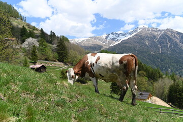 Fototapeta na wymiar mucca alta montagna latte 