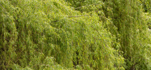 Green Vibrant Tree. Sunny Spring Day. Canadian Nature Background. Taken in Vancouver, BC, Canada.