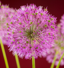 a bouquet of beautiful decorative onions allium gigantium on bright colored backgrounds close-up