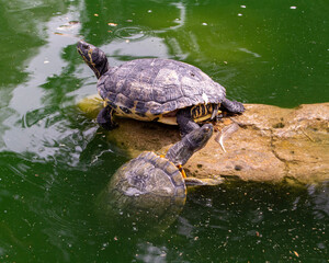 Obraz premium turtle on the water