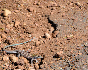 lizard on the ground