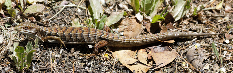 Adult California Alligator Lizard with Regenerated Tail. Santa Clara County, California, USA.