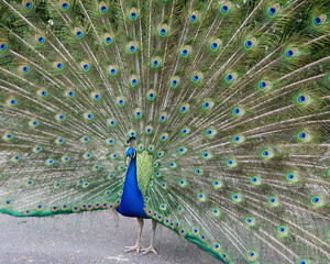 Obraz premium peacock with feathers