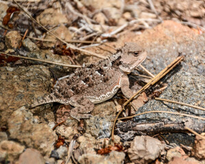lizard on the stone