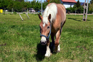 A grazing horse with a palomino hair coat with a beautiful lush fair mane against the background of a green pasture. - obrazy, fototapety, plakaty