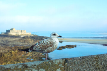 mouette