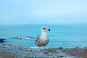 mouette