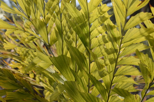 Foliage of Albert palm (Caryota rumphiana)