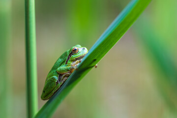 Hyla arborea - Green tree frog on a stalk. The background is green. The photo has a nice bokeh. Wild photo