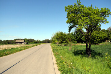 Fototapeta premium Śliwa stojąca przy szosie. Stara szopa na tle pola i lasu. Zielone drzewa na tle zakrętu drogi. 