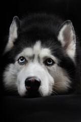 Studio art portrait beautiful husky dog with blue eyes.