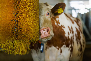 cows brushing at the farm, cow farm equipment © st.kolesnikov