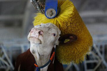 cows brushing at the farm, cow farm equipment
