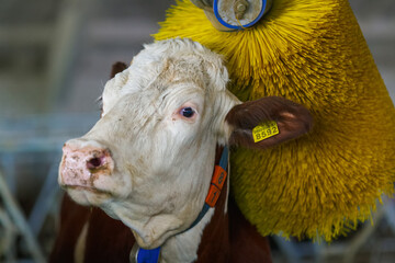 cows brushing at the farm, cow farm equipment