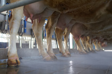 cow udder closeup with milking machine, cow farm - obrazy, fototapety, plakaty