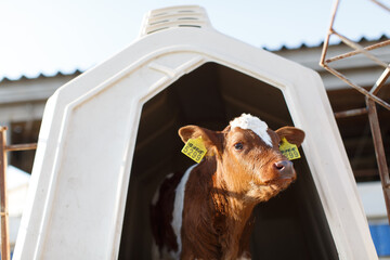 small calf farm, cow farm © st.kolesnikov