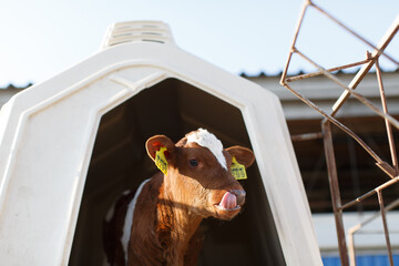 small calf farm, cow farm © st.kolesnikov