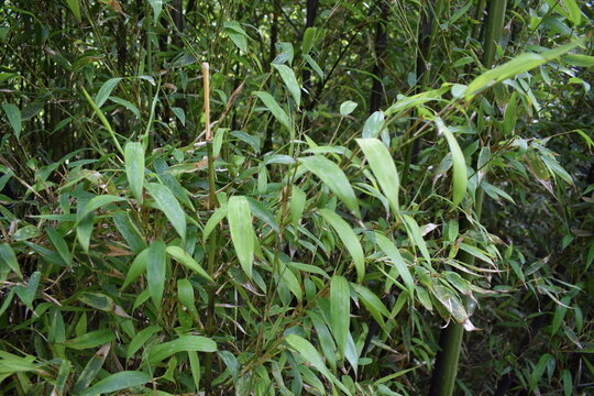 Green leaves of Phyllostachys nigra, commonly known as black bamboo