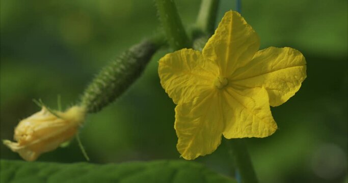 Macro of a yellow cucumber flower and an immature cucumber on a green, blurred background.