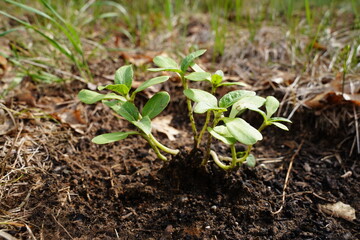 Sunflower sprouts growing out of the ground 
