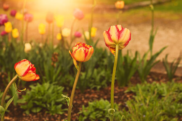Flowerbed with fresh tulips in city park.Spring season.