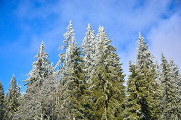 Trees Snow melts winter Sunshine Blue sky