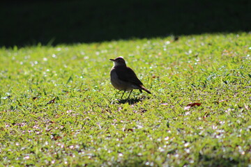 bird under the grass being lit by the sun, bird on the ground with shadow in the background, grass shining under sunlight with bird 