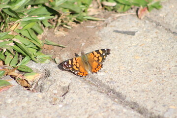 Borboleta laranja na calçada, belo inseto na calçada, borboleta no concreto da calçada, belo animal invertebrado no concreto