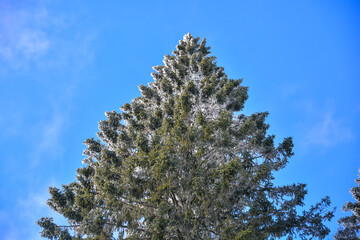 Obraz premium Tree Snow melts winter Sunshine Blue sky