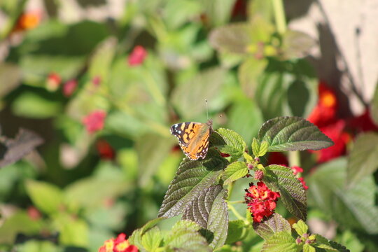 borboleta pousada nas folhas, borboleta laranjada pousada na folha verde junto as flores, animal invertebrado junto as plantas, borboleta pousada no jardim de flores